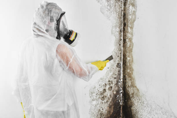 Best Mold Cleaning Services  in Massillon, OH