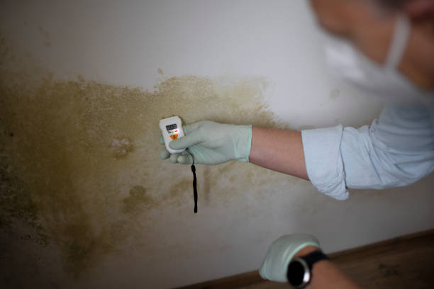 Professional Mold Removal in Massillon, OH